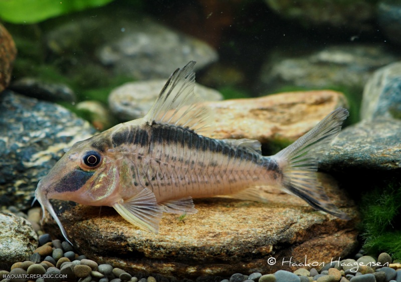 Corydoras narcissus