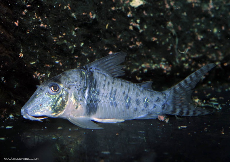 Corydoras orcesi