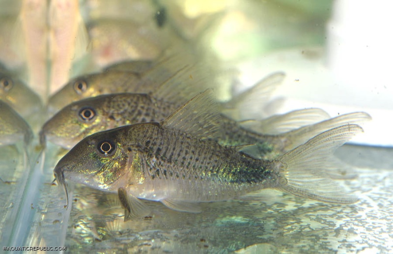 Corydoras ourastigma