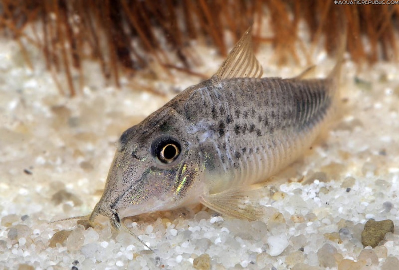 Corydoras ourastigma