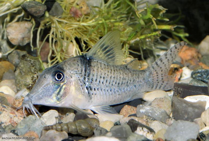 Corydoras pastazensis