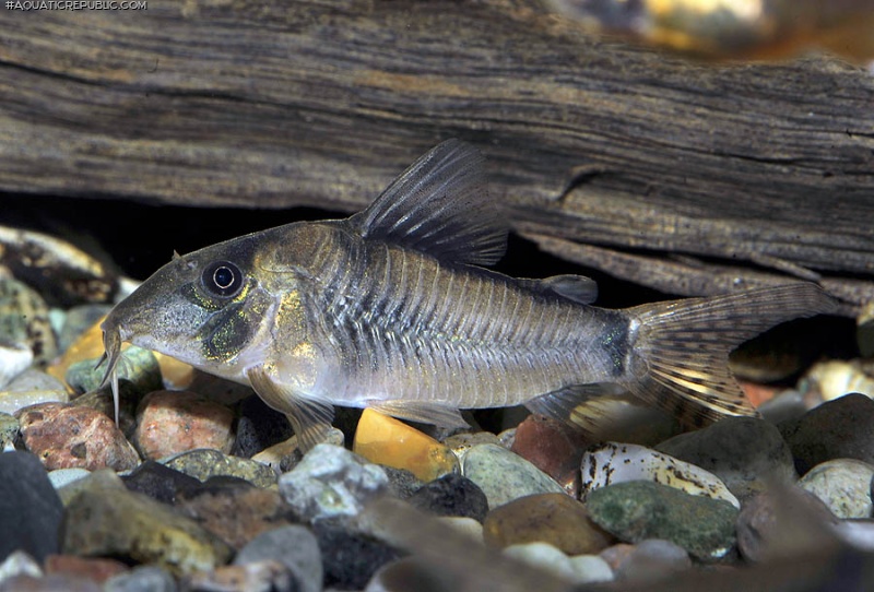 Corydoras simulatus