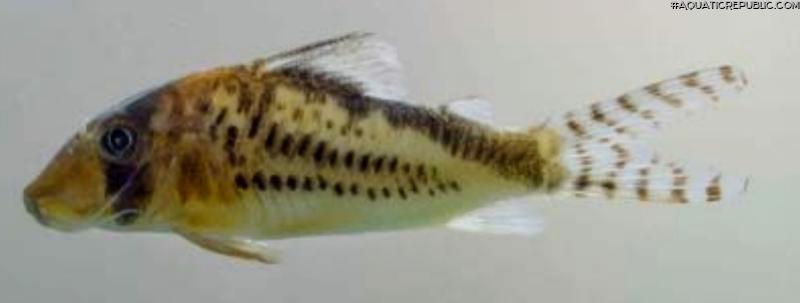 Corydoras sp. (C016)