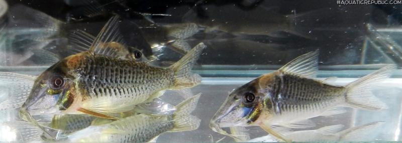 Corydoras sp. (C086)