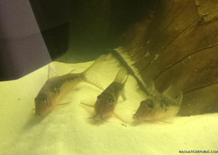 Corydoras sp. (C124)