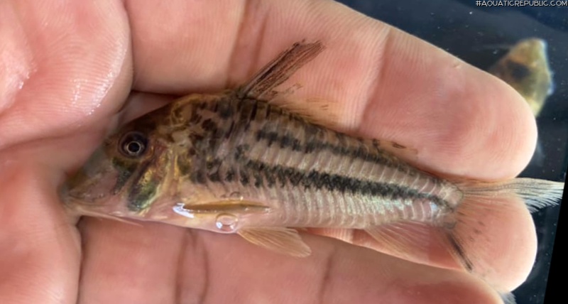 Corydoras sp. (Cw066)