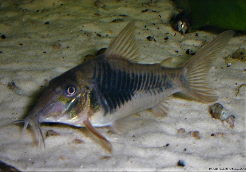 Corydoras sp. (Cw124)