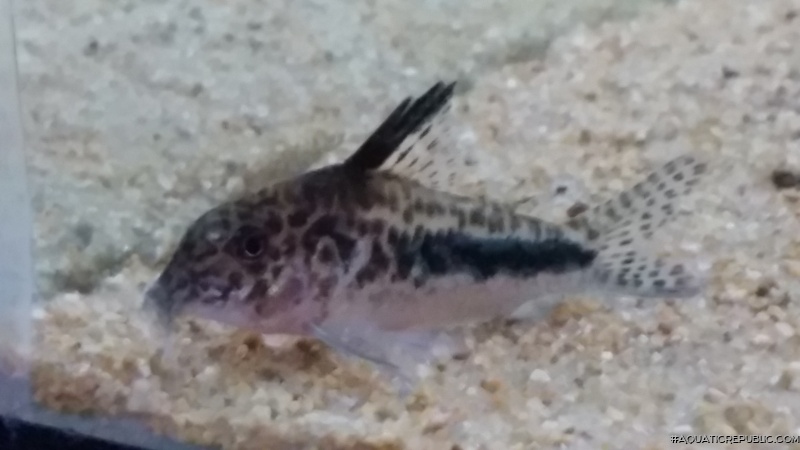 Corydoras sp. (Cw143)