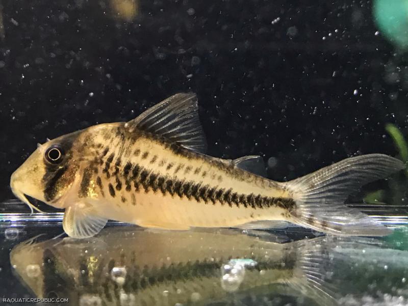 Corydoras sp. (Cw149)