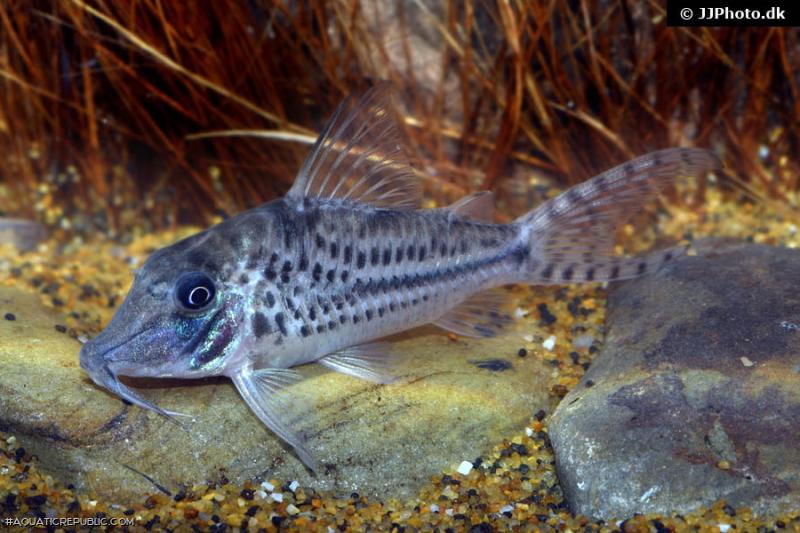 Corydoras vittatus