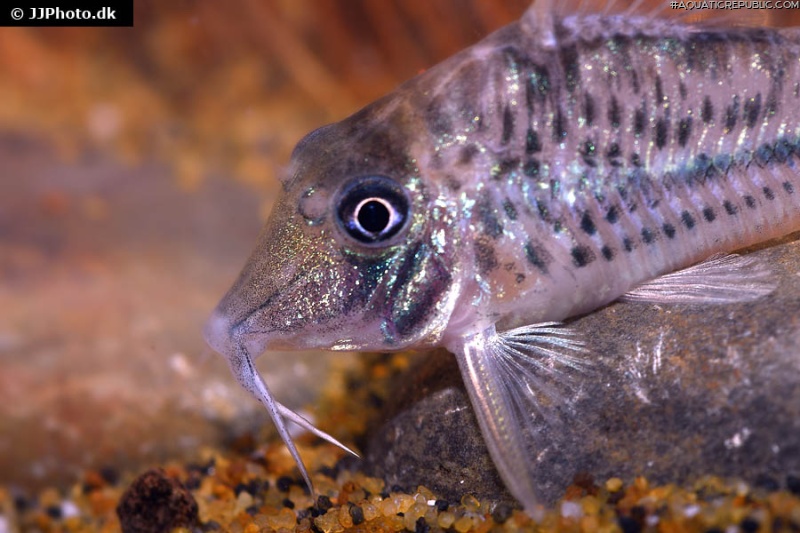 Corydoras vittatus