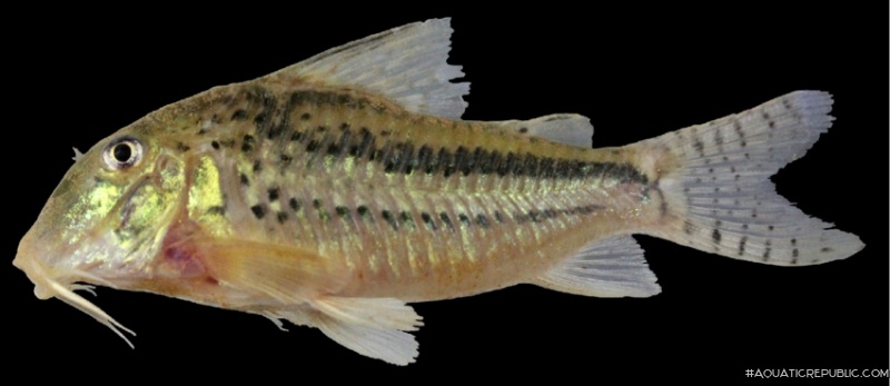 Corydoras zawadzkii