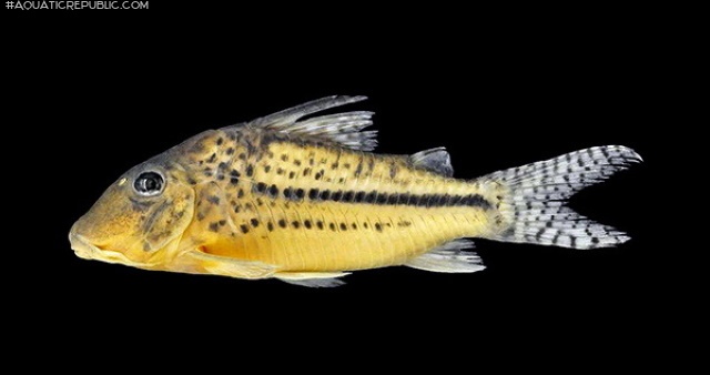 Corydoras zawadzkii