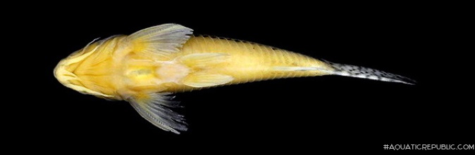 Corydoras zawadzkii