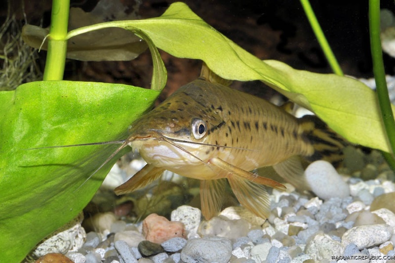 Dianema urostriatum