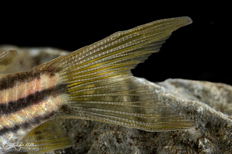 Gastrodermus sp. (C123)