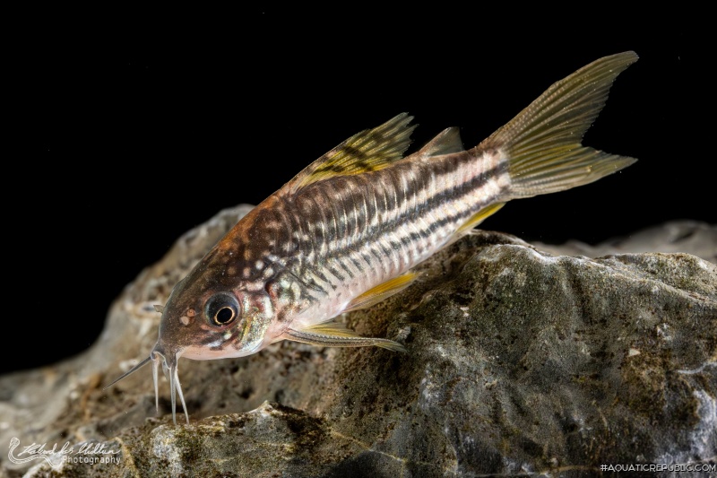 Gastrodermus sp. (C123)