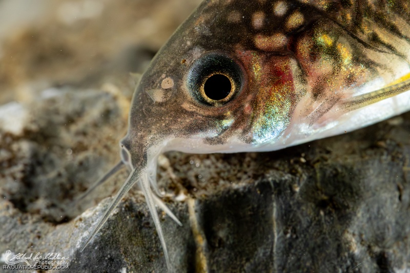 Gastrodermus sp. (C123)