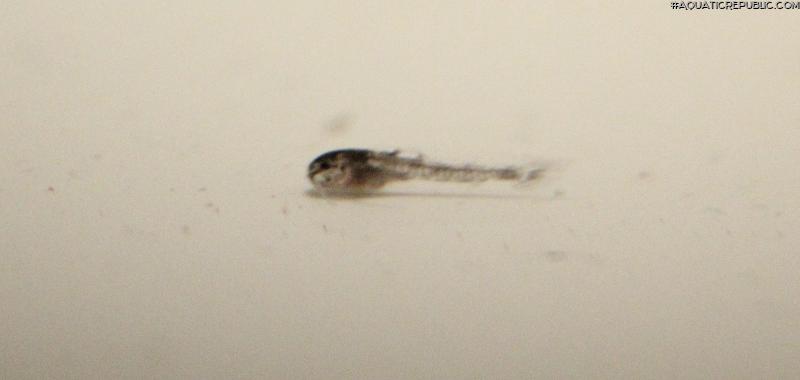 Gastrodermus sp. (Cw022)