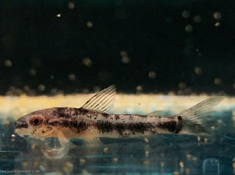 Gastrodermus sp. (Cw153)