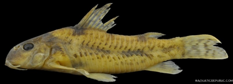 Hoplisoma aff. carlae