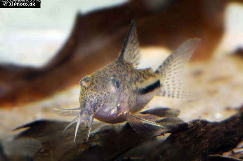 Hoplisoma bondi
