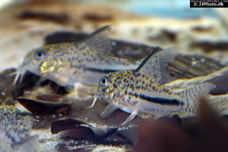 Hoplisoma bondi