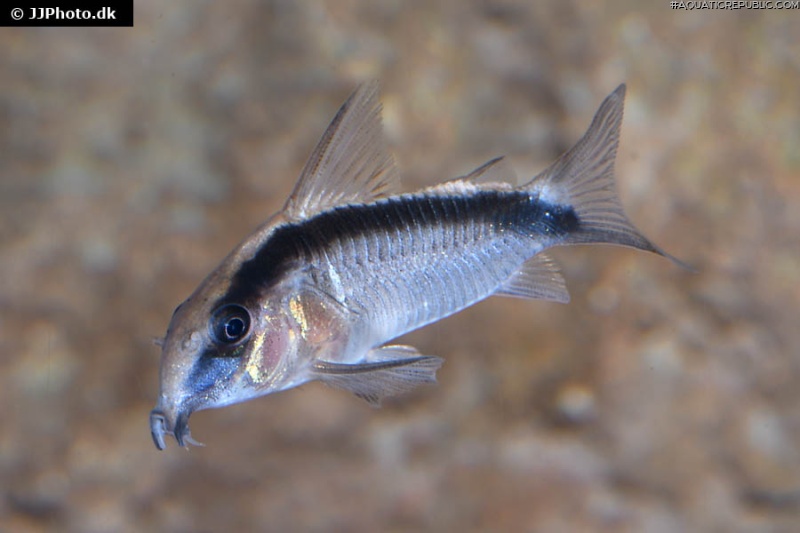 Hoplisoma granti