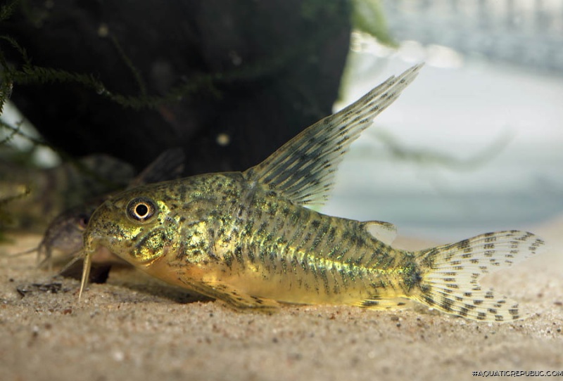Hoplisoma gryphus
