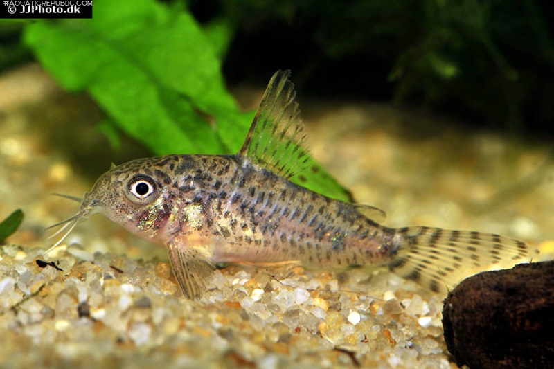 Hoplisoma gryphus