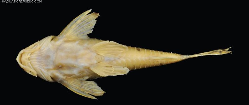 Hoplisoma lymnades