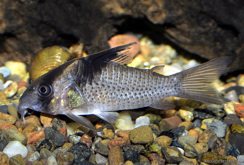 Hoplisoma melanistium