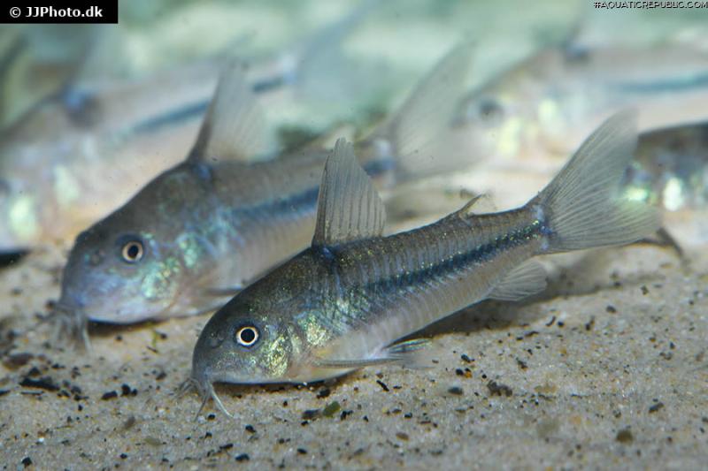 Hoplisoma nattereri