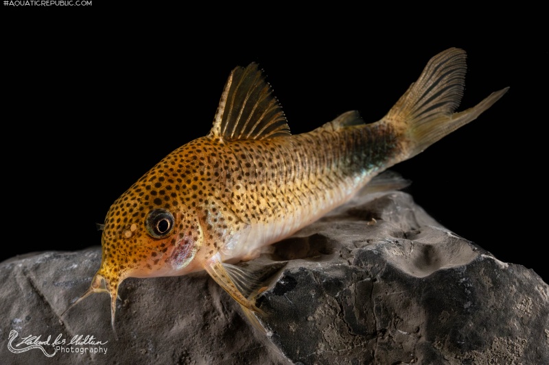 Hoplisoma simile