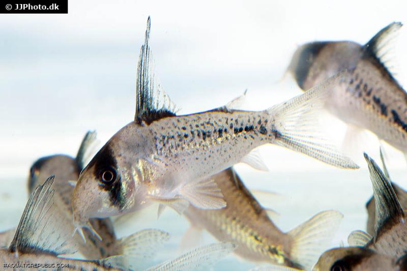 Hoplisoma sp. (C003)