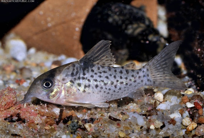 Hoplisoma sp. (C021)