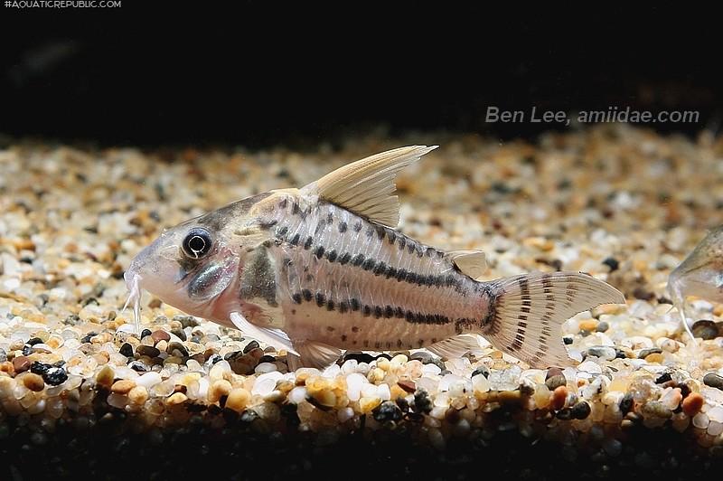 Hoplisoma sp. (Cw028)
