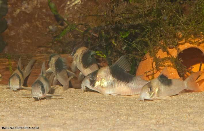 Hoplisoma sp. (Cw051)