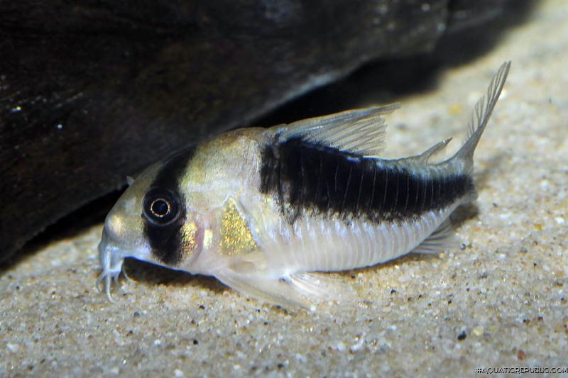 Hoplisoma sp. (Cw107)