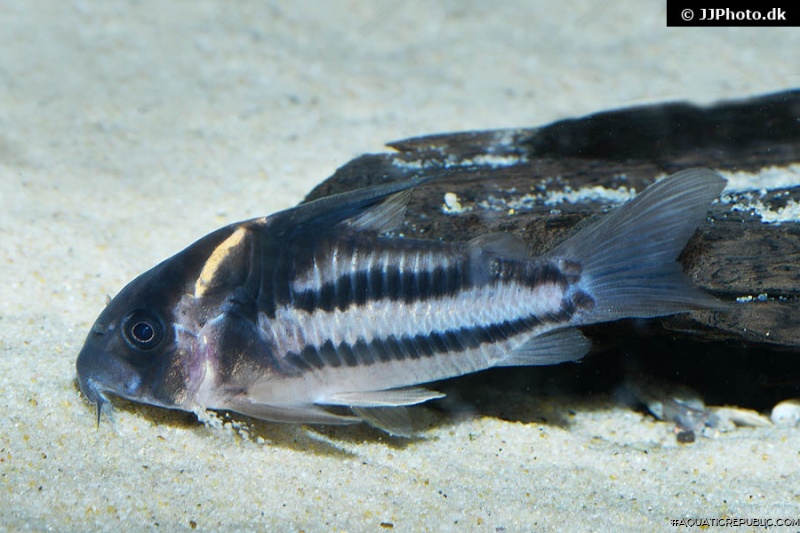 Hoplisoma sp. (Cw127)
