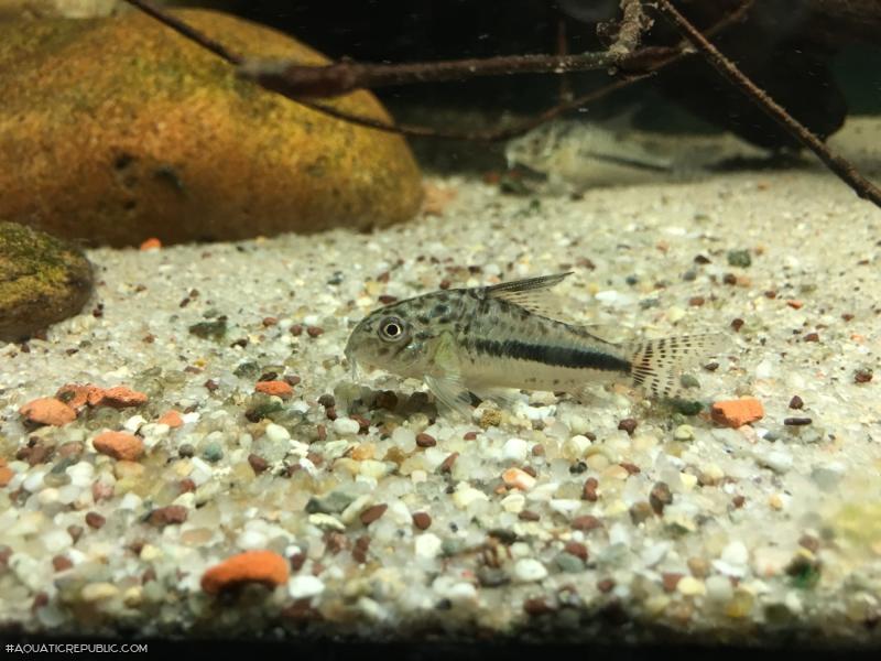 Hoplisoma sp. (Cw137)