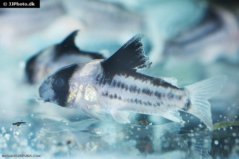 Hoplisoma sp. (Cw158)