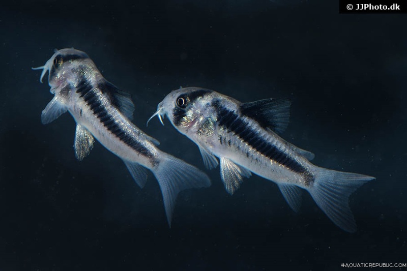Hoplisoma sp. (Cw169)