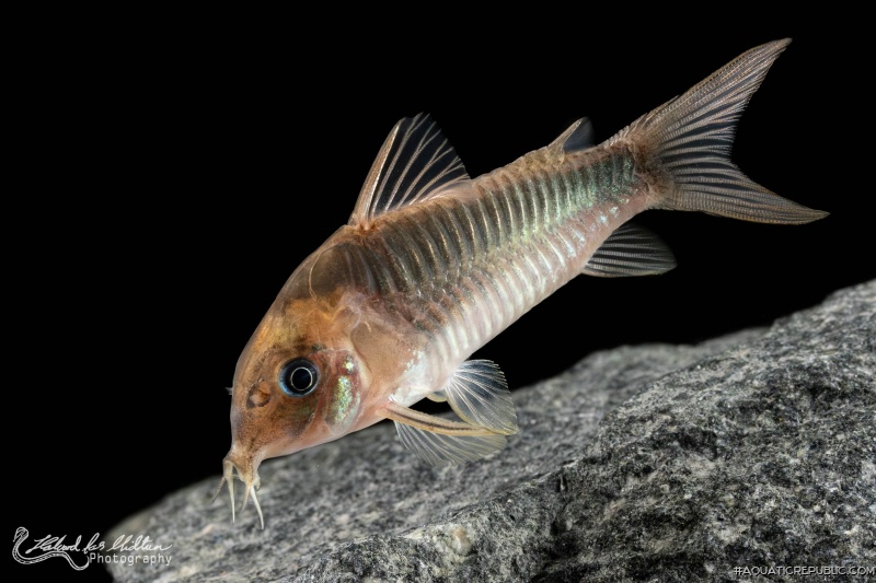 Osteogaster zygata