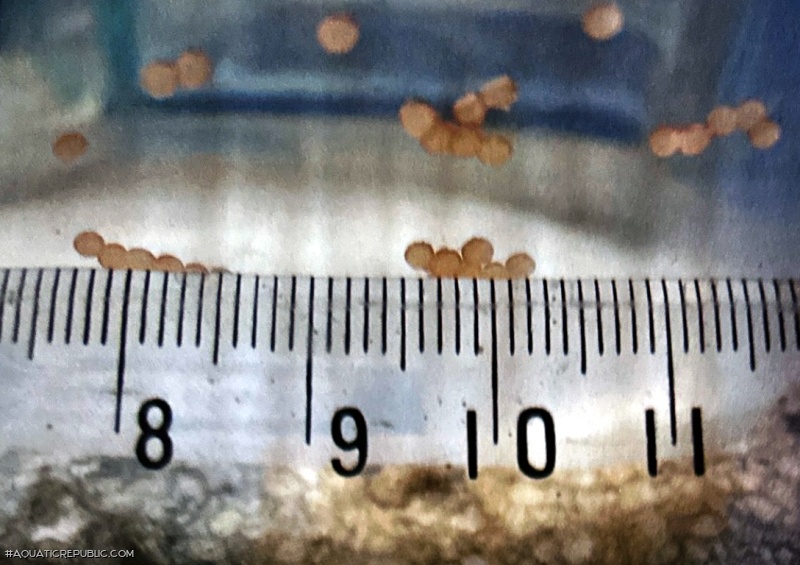Scleromystax sp. (C113)