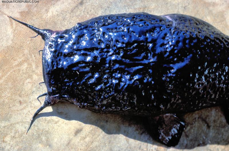 Bathyclarias foveolatus