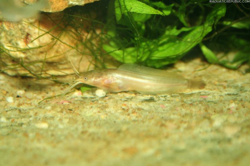 Clarias alluaudi