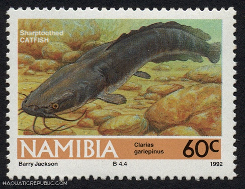 Clarias gariepinus