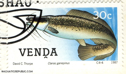 Clarias gariepinus