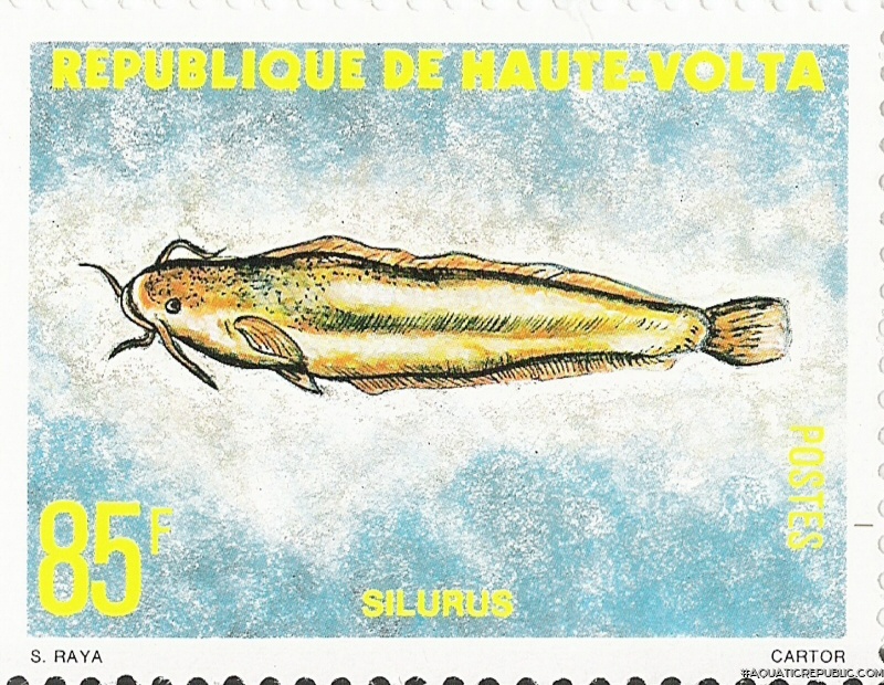 Clarias gariepinus